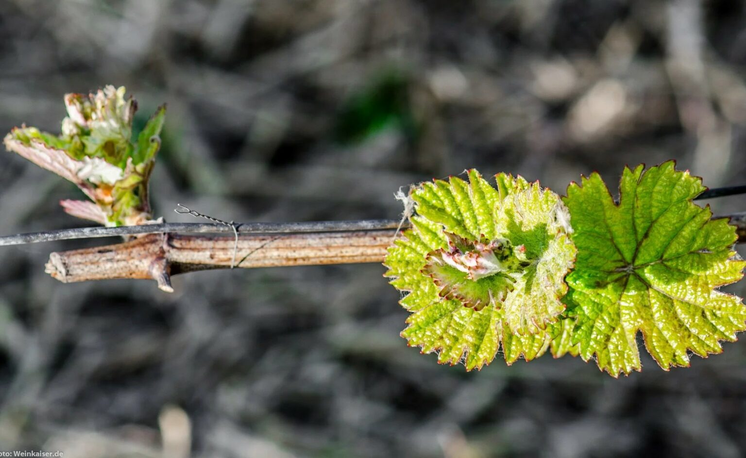 Future Wine