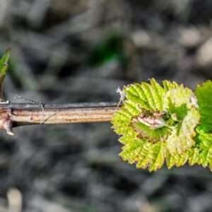 Future Wine