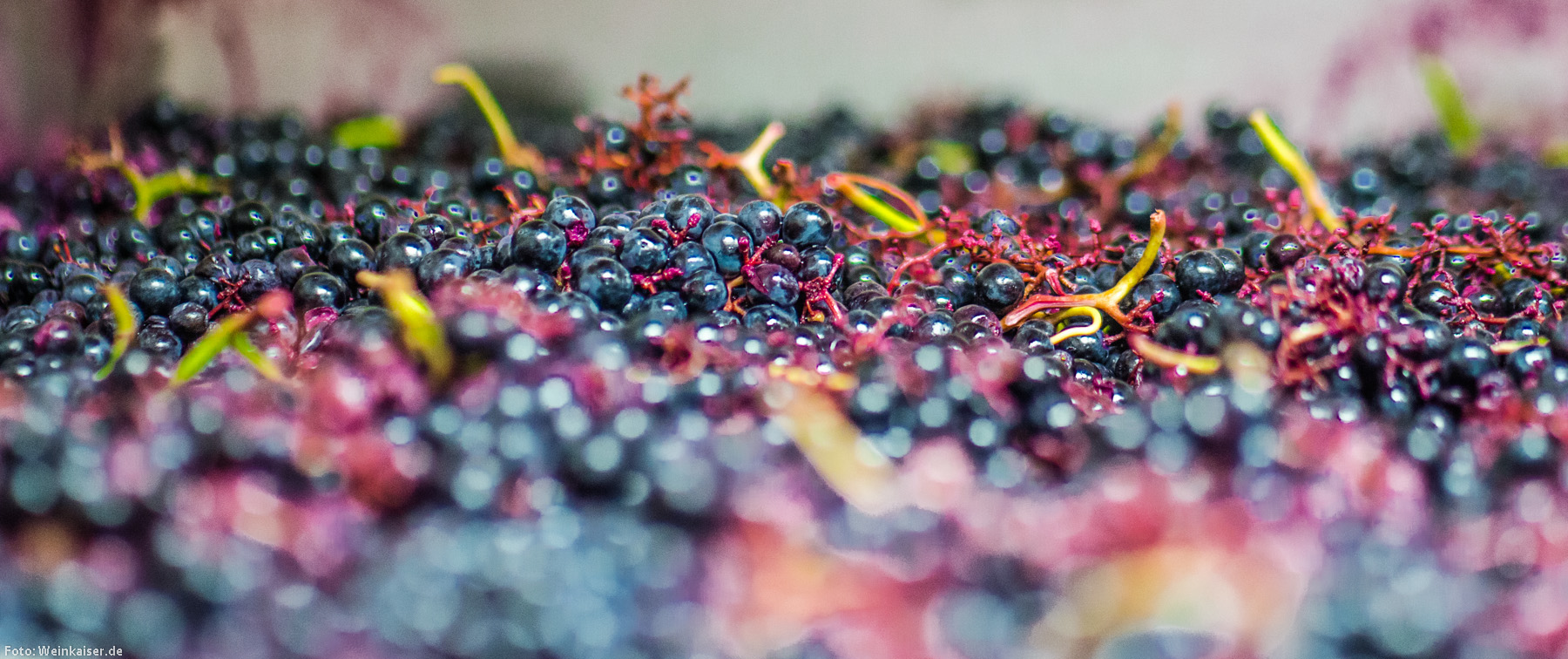 Future Wine Award