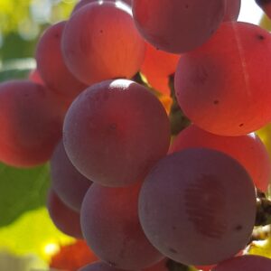 Seminarangebot Future Wine Academy