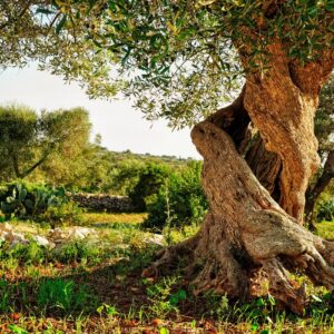 Seminarangebot Future Wine Academy