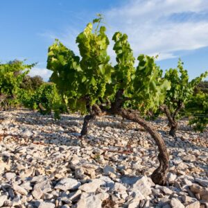 Seminarangebot Future Wine Academy